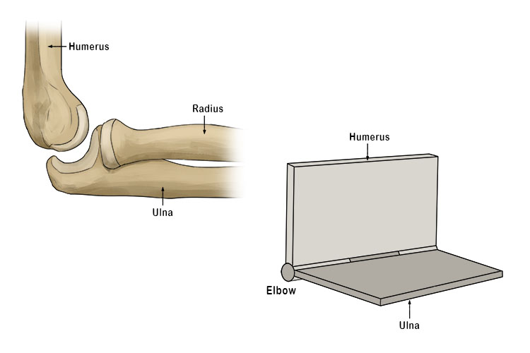 hinge-joint-mammoth-memory-definition-remember-meaning